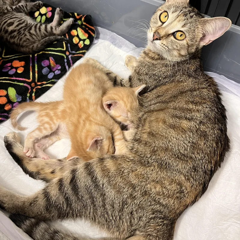 Valentina thumbnail 3