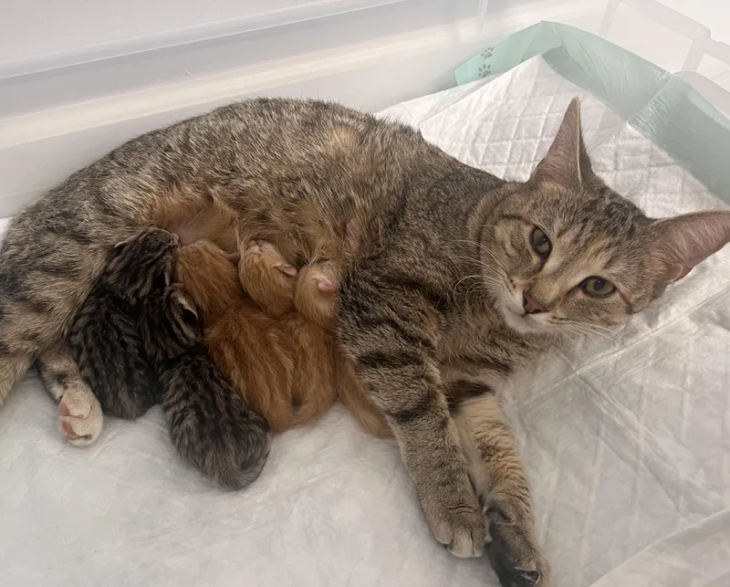 Valentina thumbnail 4