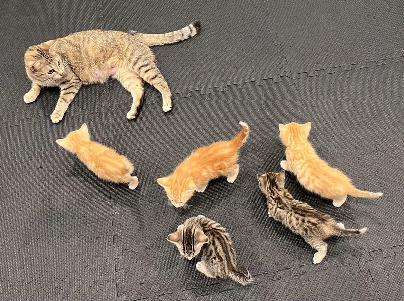 Valentina thumbnail 5