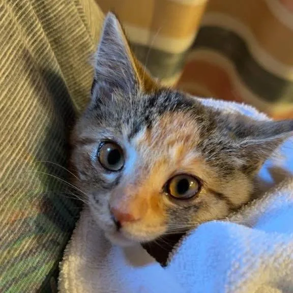 A baby small-sized female Calico Domestic Short Hair cat named Fern for adoption in Johnstown, PA