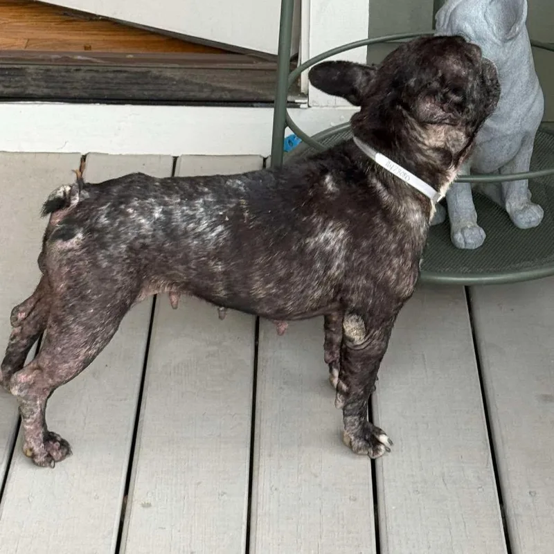 An adult small-sized female Black French Bulldog dog named Noodles for adoption in Pearland, TX