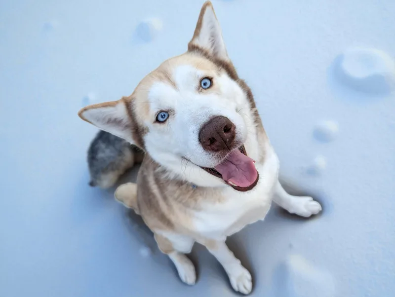 An adult medium-sized female Red / Chestnut / Orange Siberian Husky dog named Ivy for adoption in Ventura, CA
