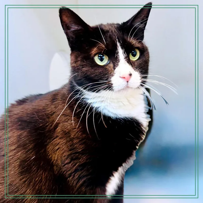 Nebula Star thumbnail 2