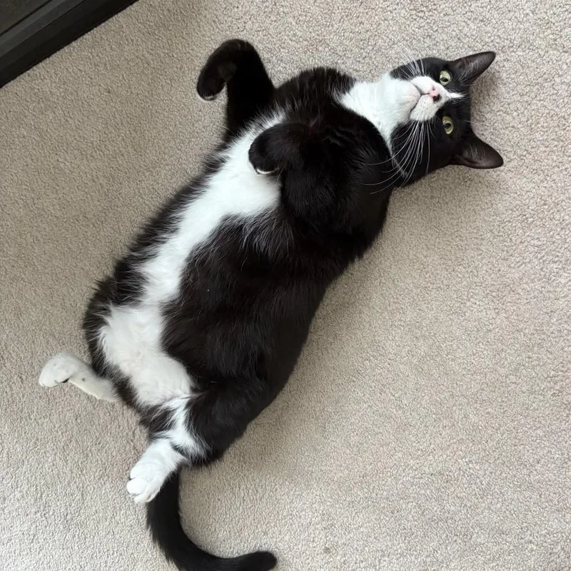 Nebula Star thumbnail 3