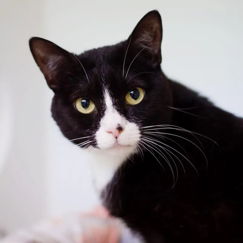 Nebula Star thumbnail 4