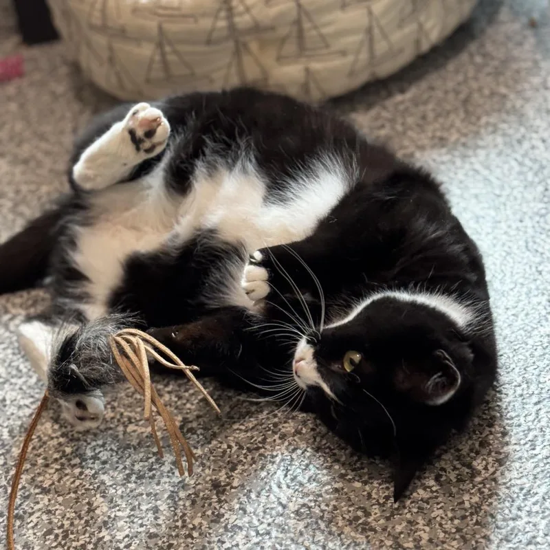 Nebula Star thumbnail 6