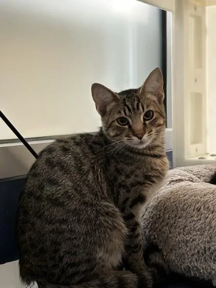 An adult small-sized male Domestic Short Hair cat named Fiver for adoption in Roseville, CA