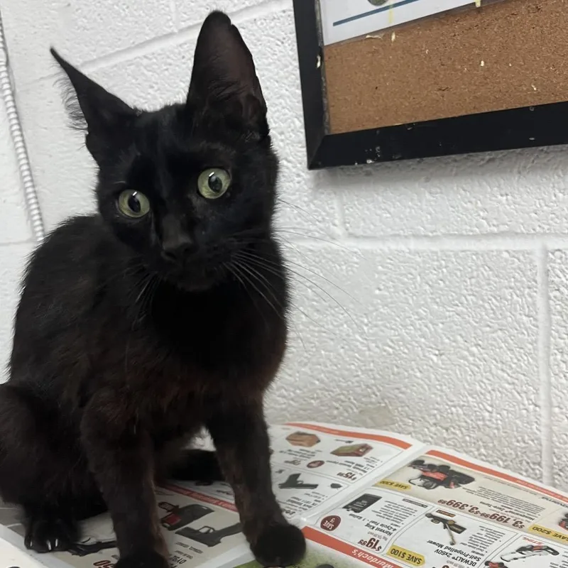 An adult medium-sized female Black Domestic Short Hair cat named Polly Pocket for adoption in Edinburg, TX