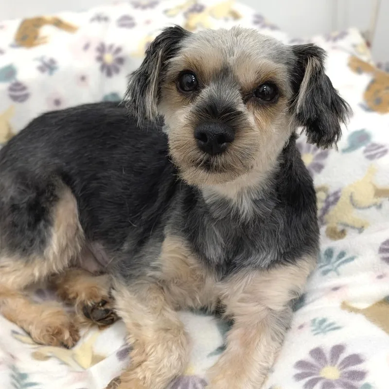 A senior small-sized female Black Yorkshire Terrier dog named Tinsley for adoption in Tyrone, GA