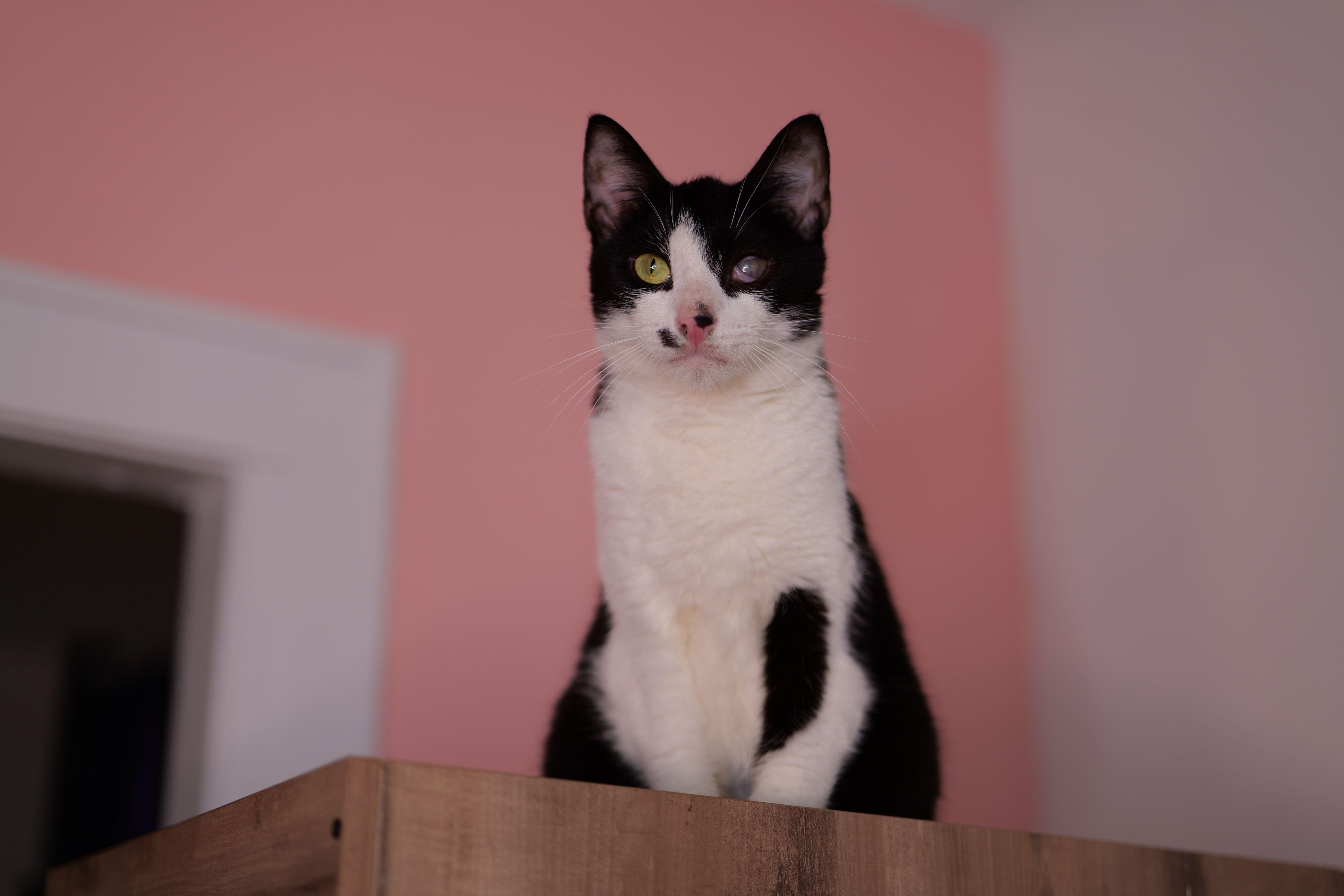 A young medium-sized male Black & White / Tuxedo Domestic Short Hair cat named Sushi for adoption in New York, NY