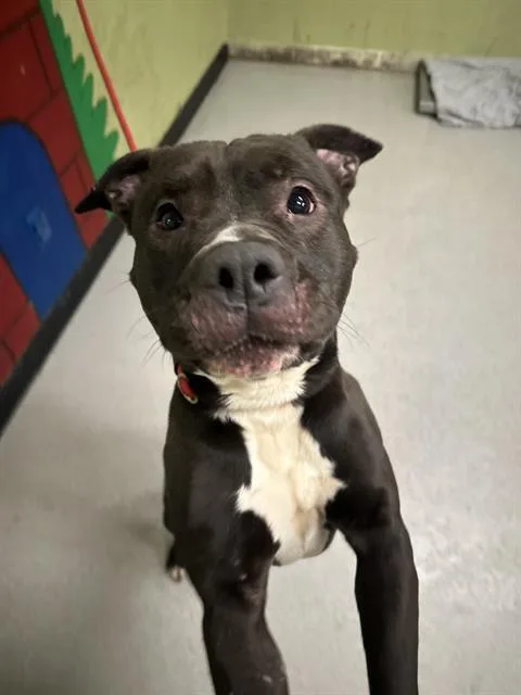 An adult large-sized male Pit Bull Terrier dog named Grinch for adoption in Indianapolis, IN