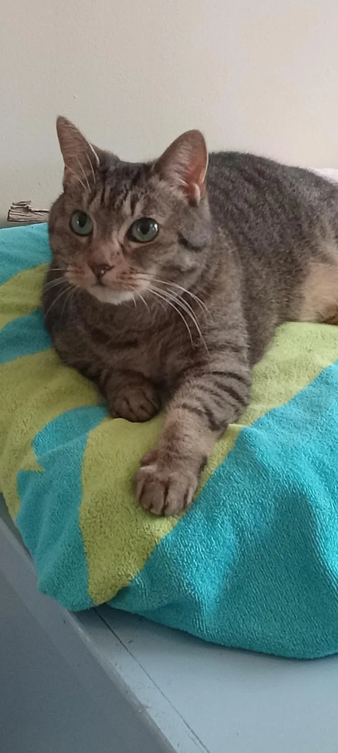 A senior medium-sized female Tabby (Buff / Tan / Fawn) Domestic Short Hair cat named Minerva for adoption in Provincetown, MA