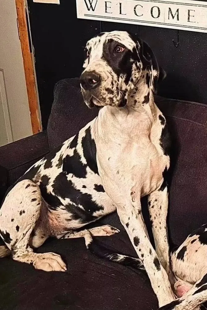 Harlow