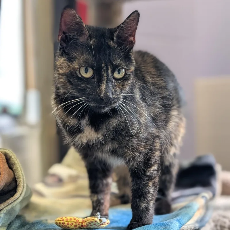 An adult medium-sized female Tortoiseshell Domestic Short Hair cat named Francesca for adoption in Jefferson, WI