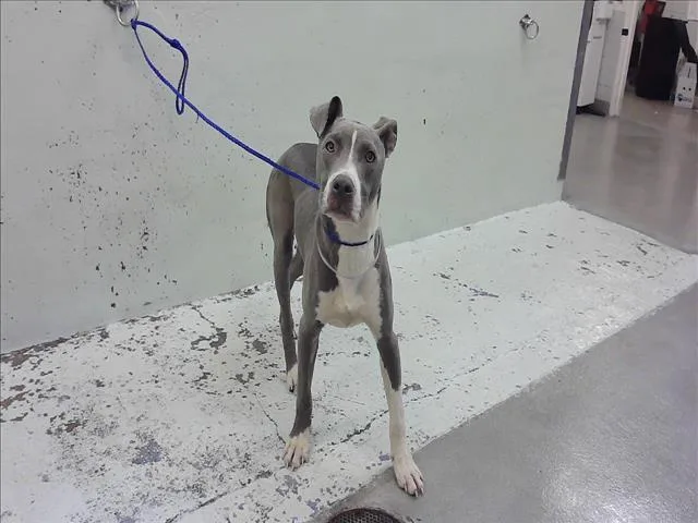 A young medium-sized male Staffordshire Bull Terrier dog named A for adoption in Houston, TX