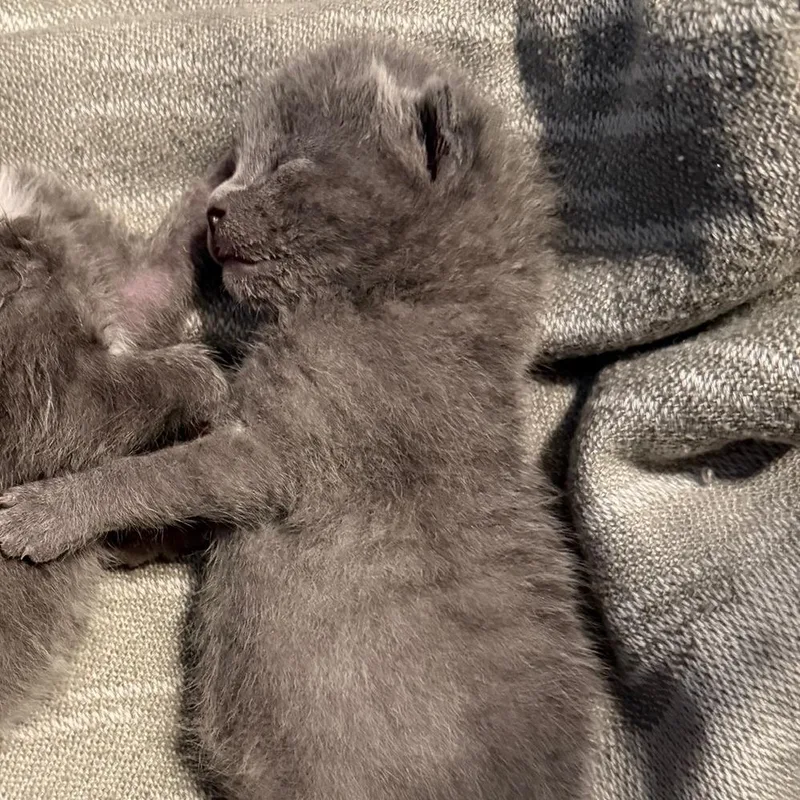 A baby small-sized male Gray / Blue / Silver Domestic Medium Hair cat named Cayenne Pepper for adoption in Waldorf, MD