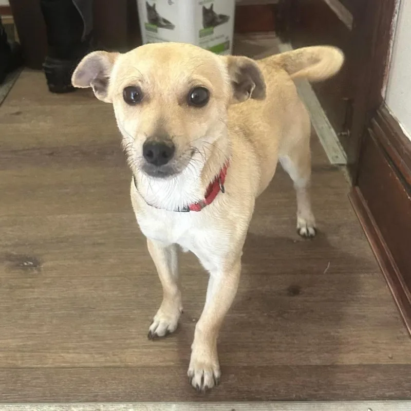 A young small-sized male Yellow / Tan / Blond / Fawn Chihuahua dog named Casey $ for adoption in Milwaukee, WI