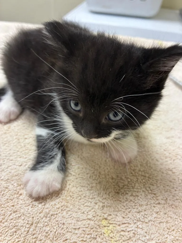A baby medium-sized male Domestic Short Hair cat named Trilby for adoption in Christiansburg, VA