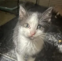 A baby small-sized female Black & White / Tuxedo Domestic Short Hair cat named Tasha for adoption in Liverpool, TX