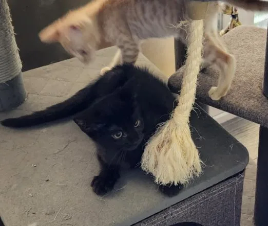 A young medium-sized male Domestic Short Hair cat named Simon for adoption in Phoenix, AZ