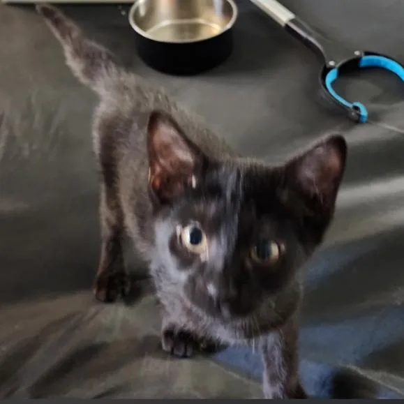 Simon thumbnail 3