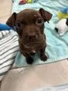 A baby medium-sized female Boxer dog named Brownie for adoption in Morton Grove, IL
