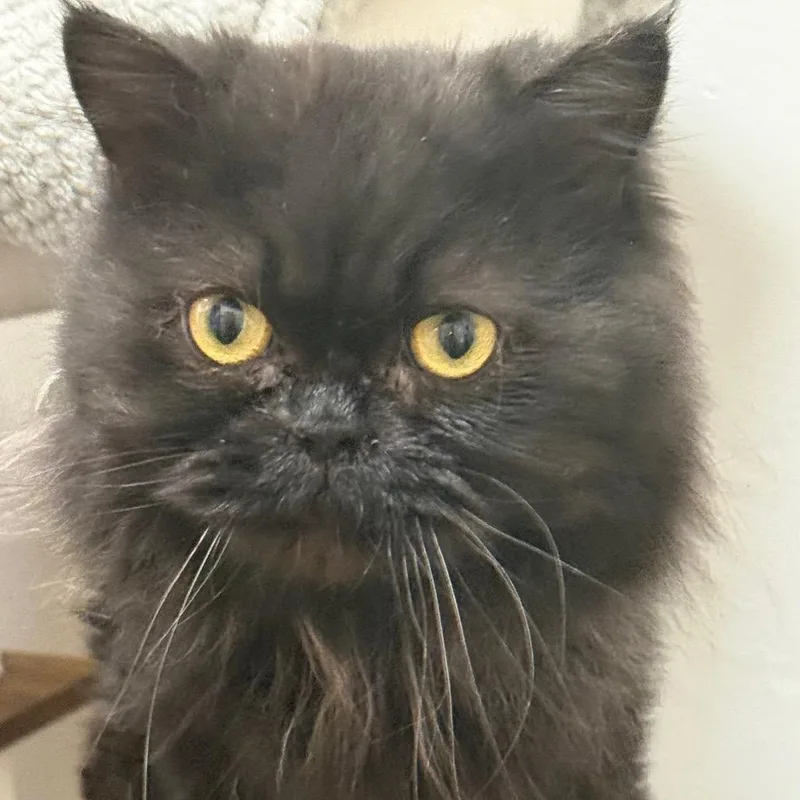 An adult small-sized male Domestic Long Hair cat named Cypress for adoption in Hemet, CA