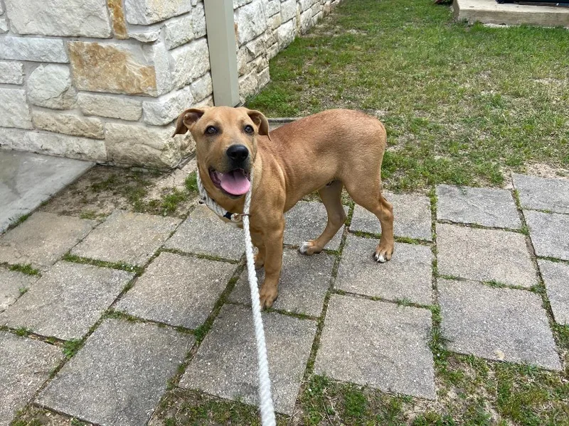 Dog Kennel thumbnail 2