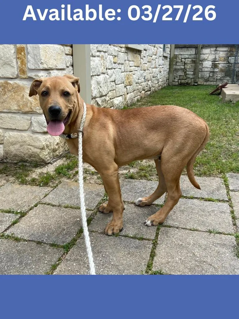 Dog Kennel thumbnail 3