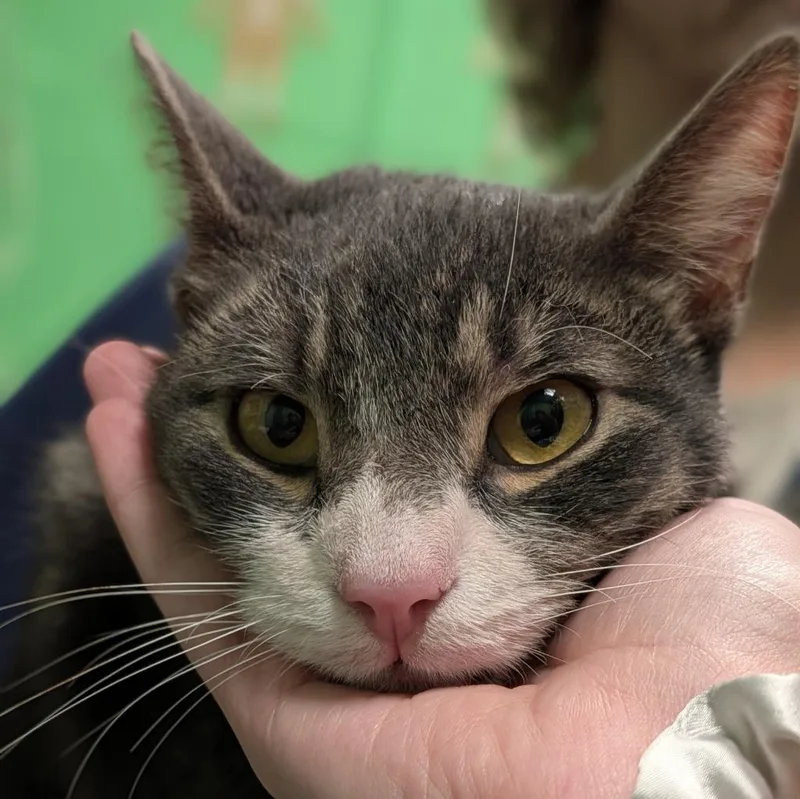 An adult medium-sized male Domestic Short Hair cat named Roofer for adoption in Olean, NY