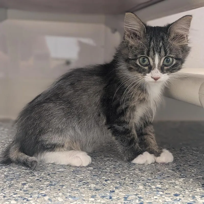 A baby small-sized female Brown / Chocolate Domestic Long Hair cat named Georgie for adoption in Prairie du Chien, WI