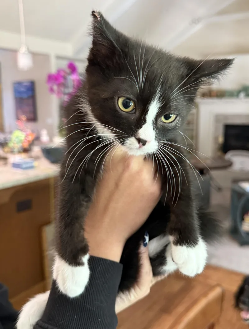 A baby medium-sized male Domestic Short Hair cat named Maxwell for adoption in Medford, OR