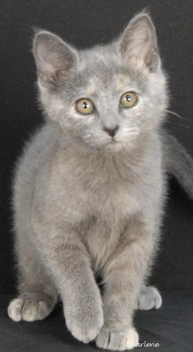 A baby medium-sized female Dilute Tortoiseshell cat named Espresso for adoption in Newland, NC