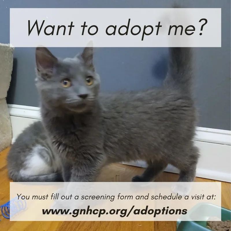 A young medium-sized male Gray / Blue / Silver Domestic Medium Hair cat named David for adoption in New Haven, CT