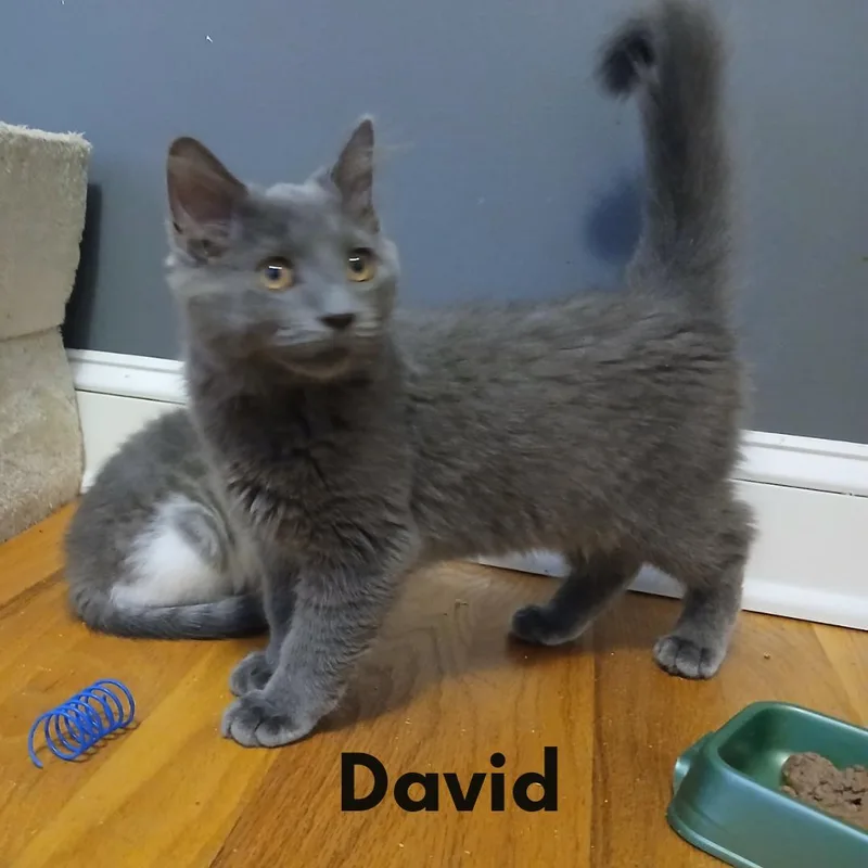 David thumbnail 2