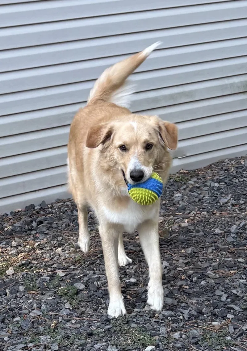 An adult medium-sized male Golden Retriever dog named Bo for adoption in Heber Springs, AR