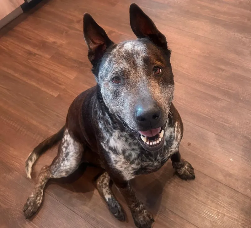An adult large-sized male Black Cattle Dog dog named Moomoo Courtesy for adoption in Los Alamitos, CA