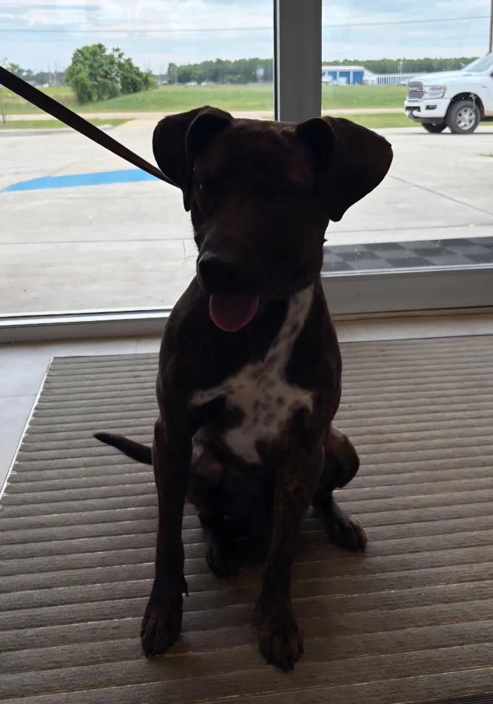 A young large-sized male Mixed Breed dog named Scooby Doo for adoption in Bossier City, LA