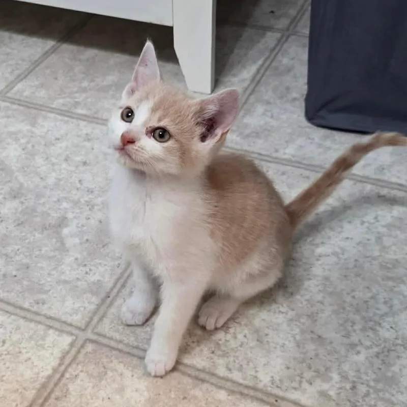 Emmett