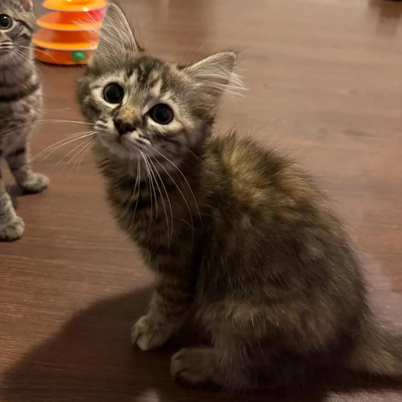 A baby small-sized female Torbie Domestic Long Hair cat named Mitig for adoption in Hedgesville, WV
