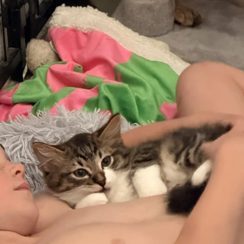 A young medium-sized male Tabby (Brown / Chocolate) Domestic Long Hair cat named Sabor Tooth for adoption in Norco, CA