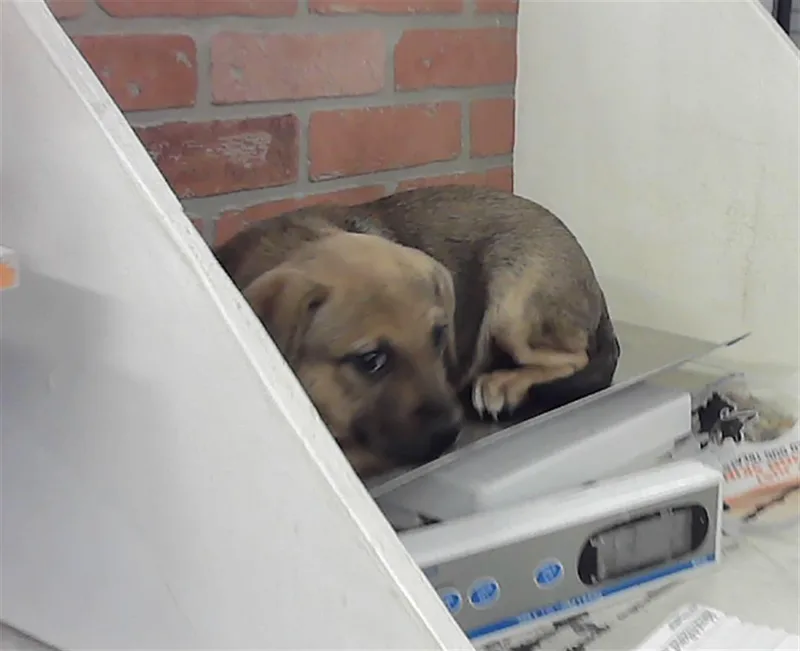 A baby small-sized female Black Mouth Cur dog named Justice for adoption in Houston, TX