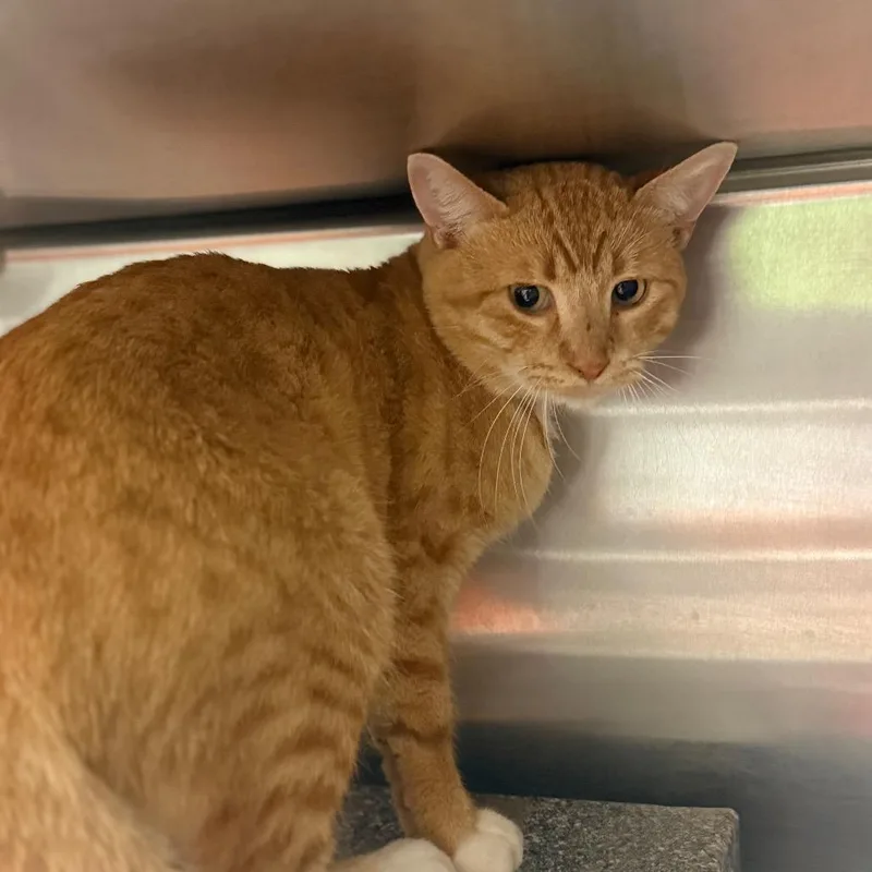 An adult medium-sized male Orange / Red Domestic Short Hair cat named Tootaloo for adoption in Pauls Valley, OK