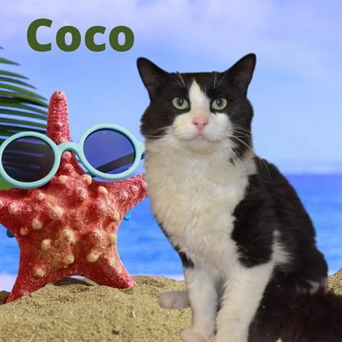 An adult small-sized male Domestic Medium Hair cat named Coco for adoption in Westminster, MD