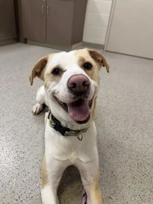 A young medium-sized male Labrador Retriever dog named Theodore for adoption in Fishers, IN