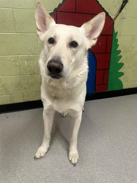 An adult medium-sized male German Shepherd Dog dog named Yetti for adoption in Indianapolis, IN