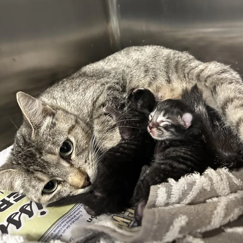 An adult medium-sized female Brown / Chocolate Domestic Short Hair cat named Thrift Store Shorts for adoption in Austin, TX