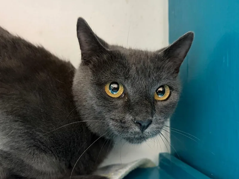 A young small-sized female Domestic Short Hair cat named Ana for adoption in Powell, OH