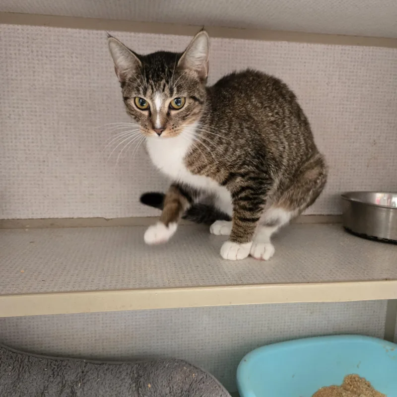 A young medium-sized female Tabby (Brown / Chocolate) Domestic Short Hair cat named Taffy for adoption in Graham, TX