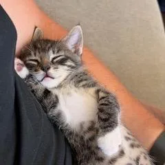 A baby small-sized male Gray / Blue / Silver Domestic Short Hair cat named Hercules for adoption in Pleasant Hill, CA